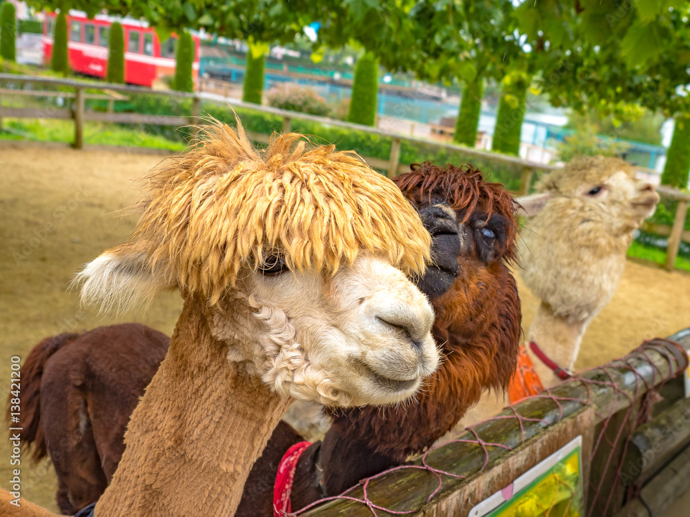 Obraz premium Alpaca at farm