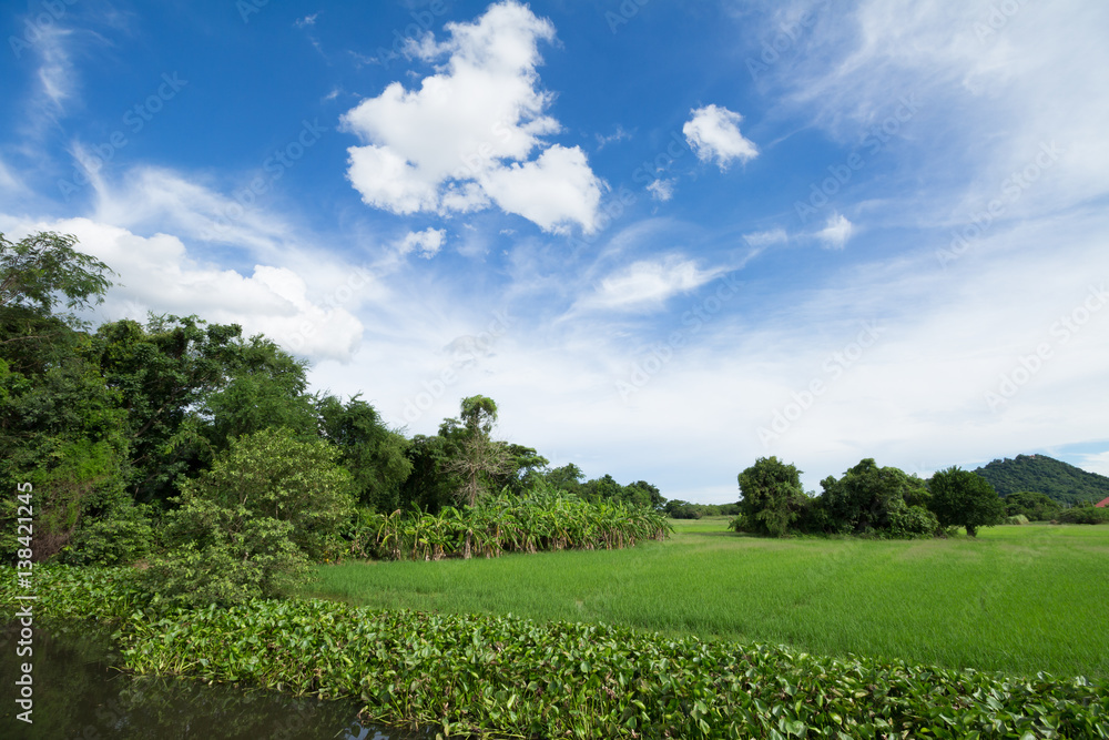 Image of green rice field with blue sky for background usage Image of green rice field with blue sky for background usage