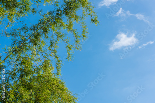 green leaves on a background of blue sky