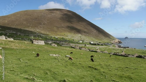 Soay sheep and abandoned Village Hirta St Kilda Scotland