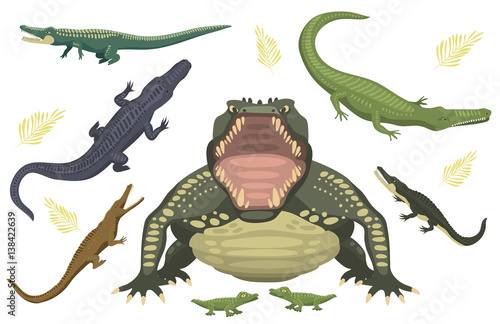 Cartoon green crocodile danger predator and australian wildlife river reptile carnivore alligator with scales teeth flat vector illustration.
