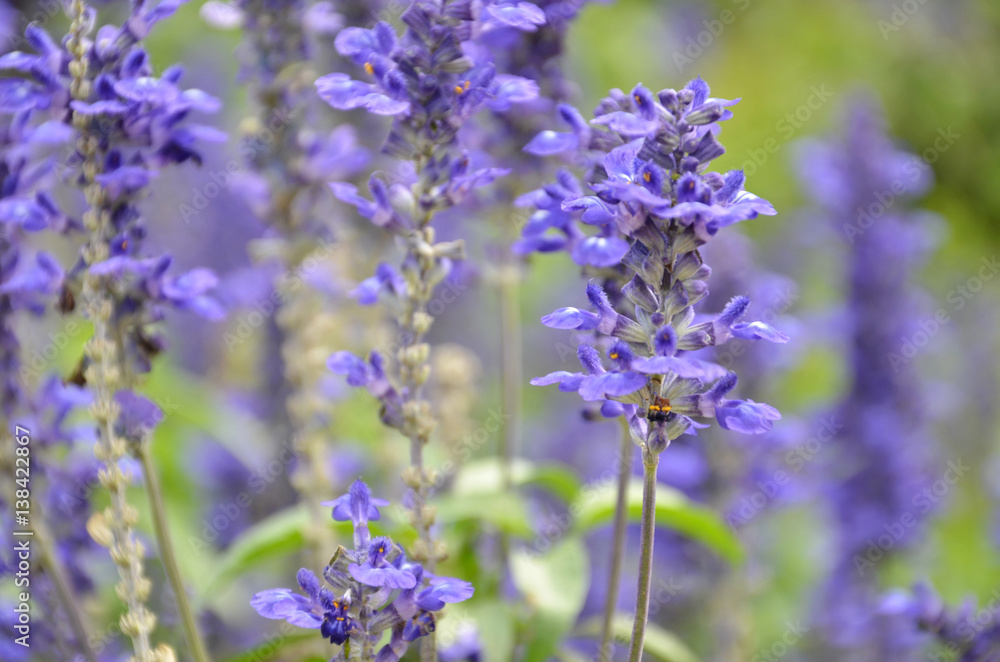 Fototapeta premium Blooming blue bugleweeds Ajuga