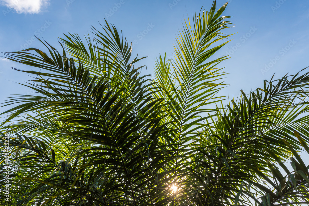 Palm leaf against blue sky