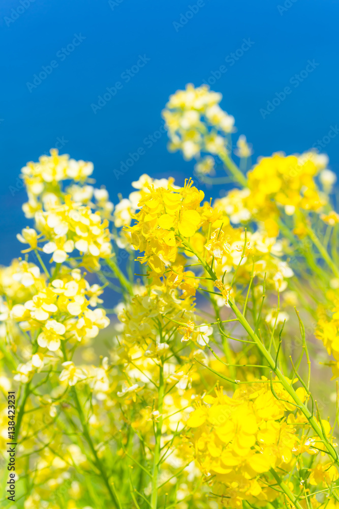 Rapeseed Flowers,at The One Thousand Rice Fields,in Noto,Ishikawa,Japan Rapeseed Flowers,at The One Thousand Rice Fields,in Noto,Ishikawa,Japan