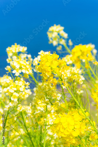 Rapeseed Flowers,at The One Thousand Rice Fields,in Noto,Ishikawa,Japan