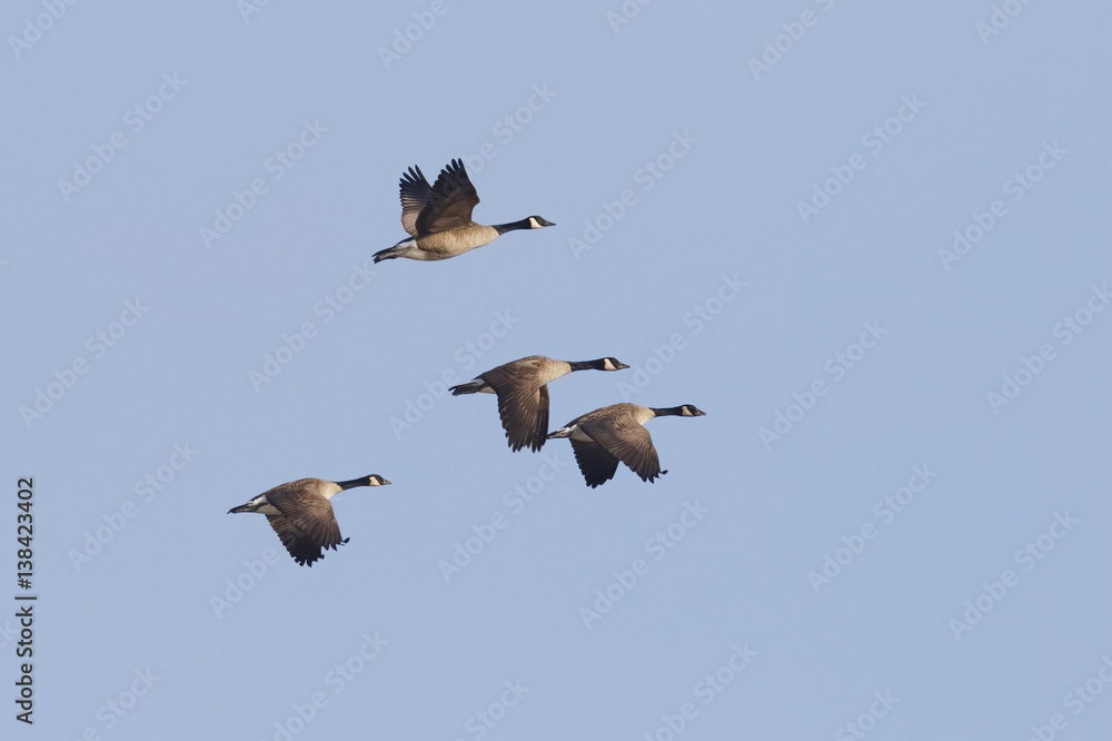 Obraz premium Group of Canada Geese Migrating in Spring - Ontario, Canada