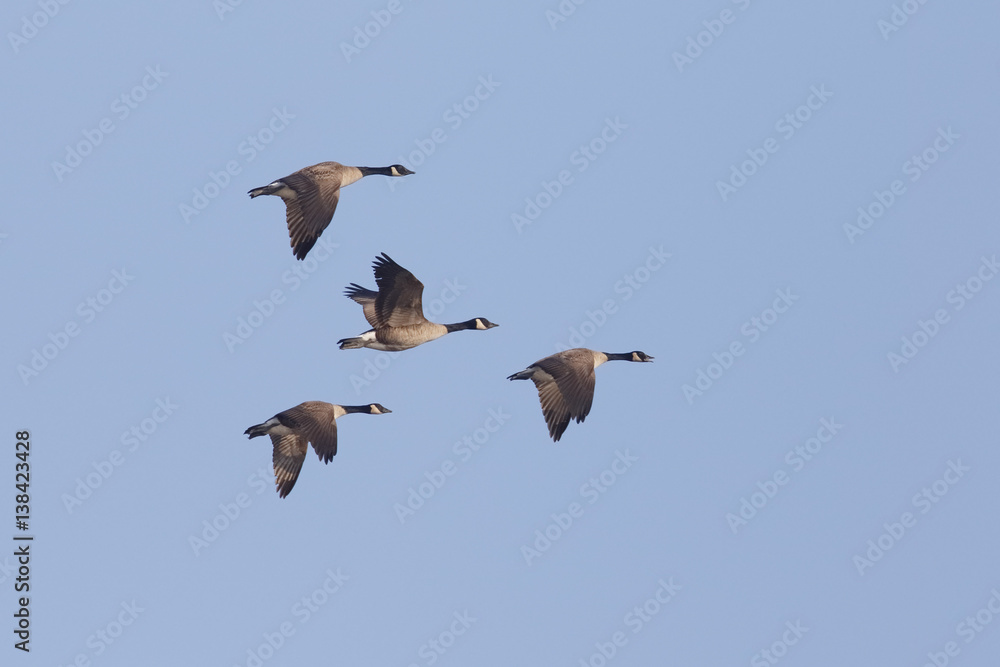 Fototapeta premium Group of Canada Geese Migrating in Spring - Ontario, Canada