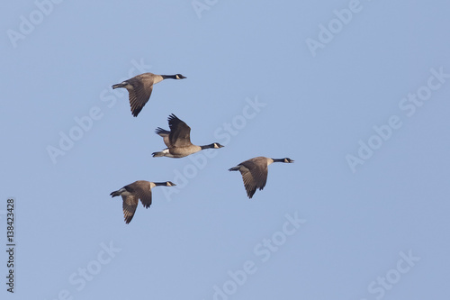 Group of Canada Geese Migrating in Spring - Ontario, Canada