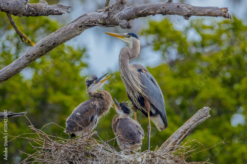 Great Blue Heron on nest with young ones