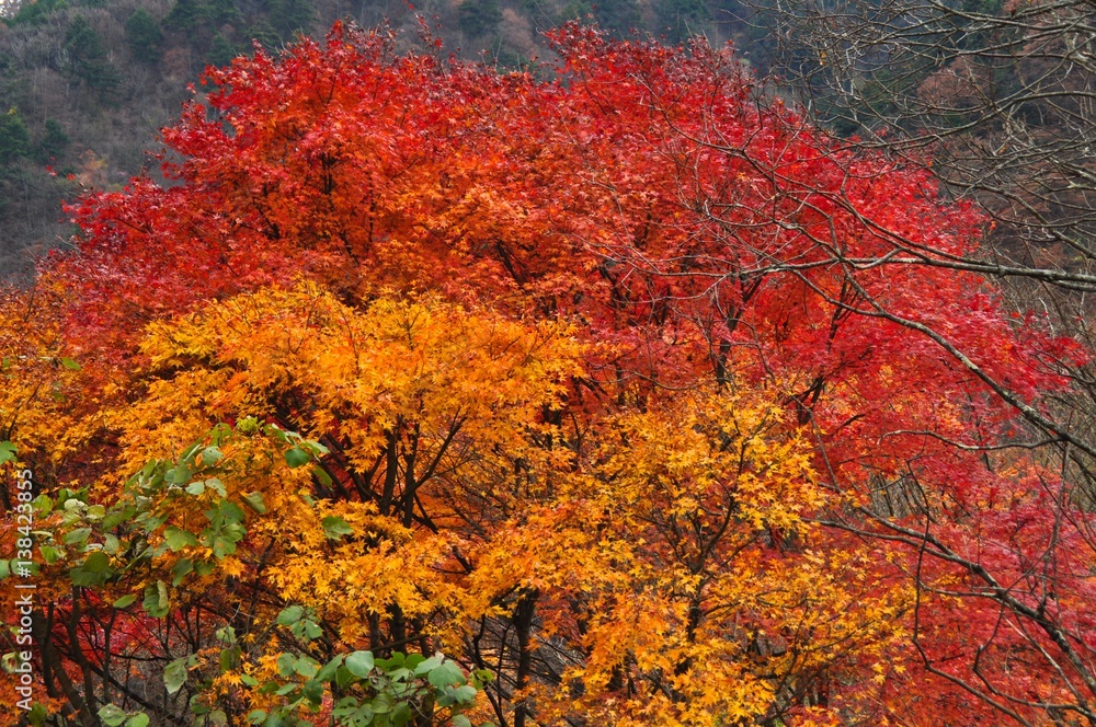 autumn leaves