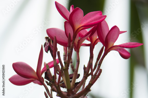 .Plumeria flower color Blooming beautiful Get beautiful bokeh dawn light. photo
