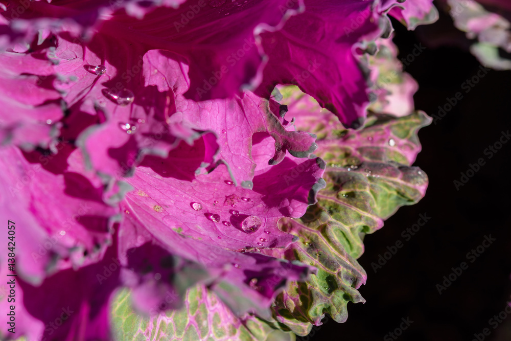 Fresh Cabbage (brassica oleracea) Fresh Cabbage (brassica oleracea)