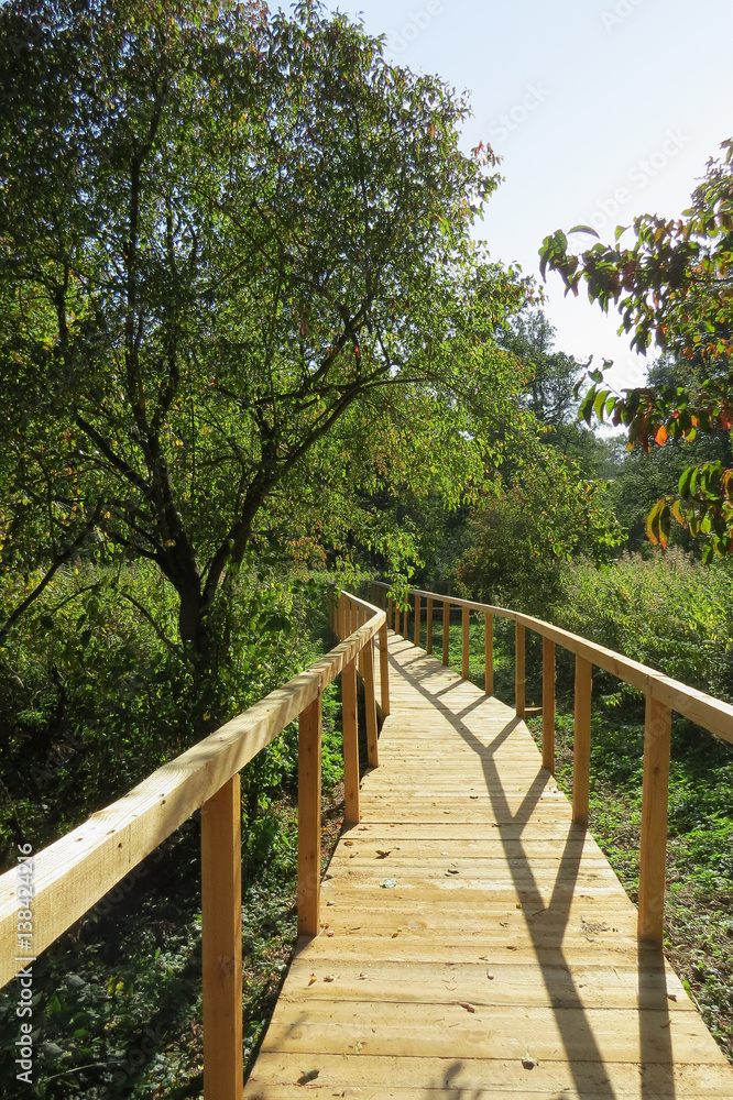 wooden walkway on the swamp area