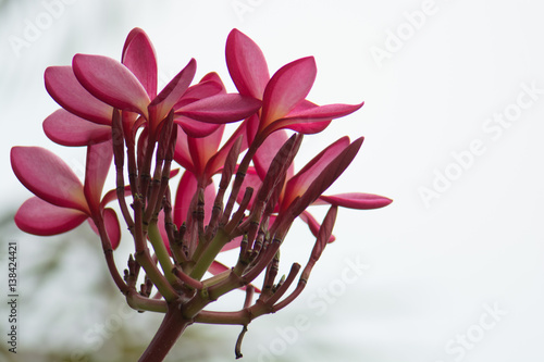 .Plumeria flower color Blooming beautiful Get beautiful bokeh dawn light. photo