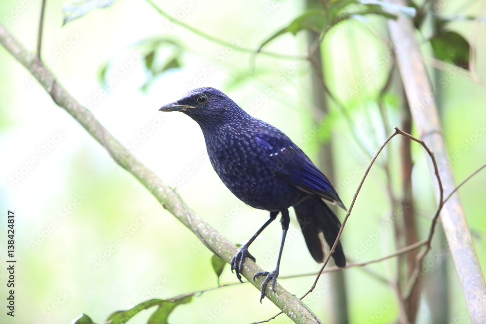 Fototapeta premium Blue whistling thrush (Myophonus caeruleus) in Tam Dao, North Vietnam