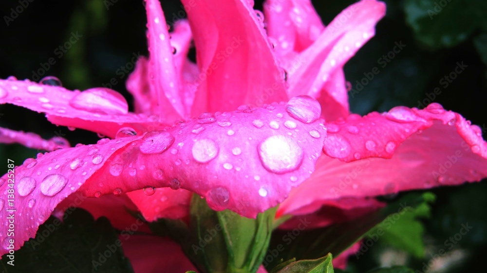 Raindrops on pink rose