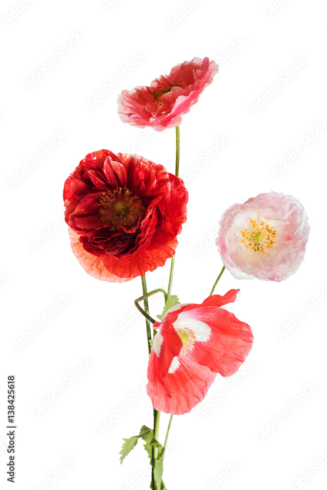 poppy flower