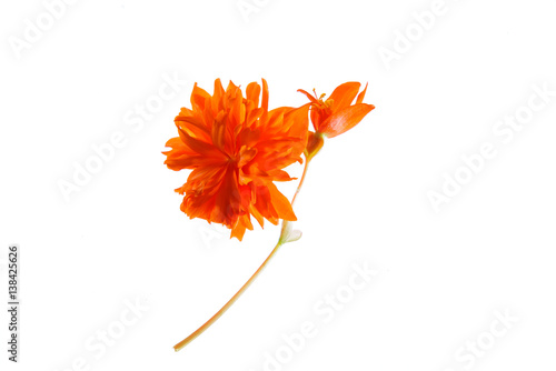 orange flower isolated