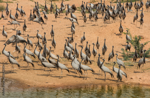 demoiselle cranes near lake in India