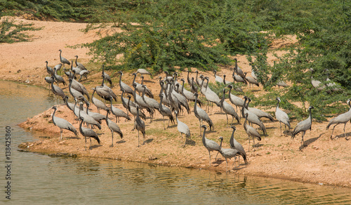 demoiselle cranes near lake in India photo