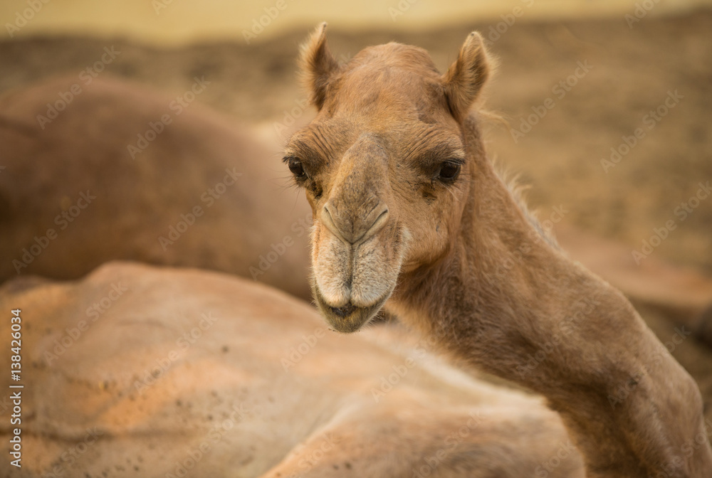 Obraz premium Cute camel at Camel research institute in India