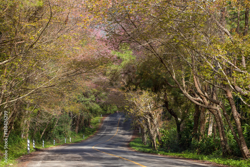 Blooming sakura tree along the beautiful road in Doi Ang Khang National Park, Northern Thailand.