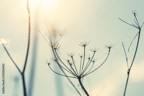 Wild grasses against the sky at sunset. Macro image  selective focus