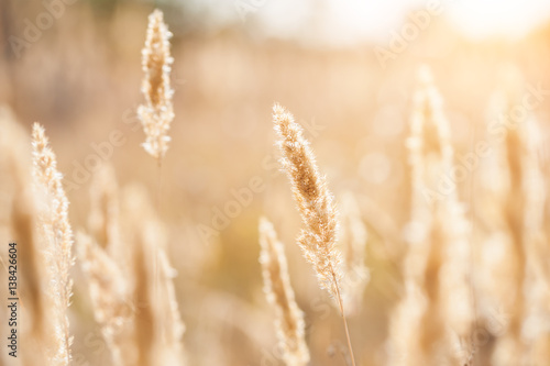 Autumn grasses in the field at sunset. Macro image, selective focus