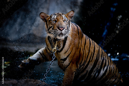 Thirsty tiger © Nadia