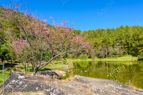 Spring Cherry blossoms and lake