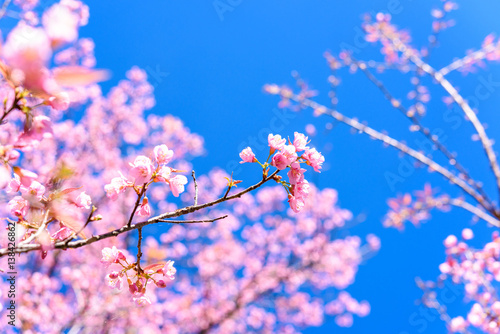 Soft focus Spring Cherry blossoms, pink flowers with blue sky.