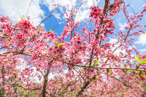 Pink sakura cherry blossom close-up