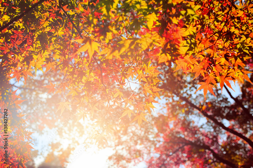 Autumn yellow and red maple leaves with the sunlight Autumn yellow and red maple leaves with the sunlight