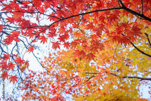 Autumn yellow red maple three in japan.