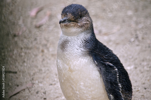 fairy penguin or little penguin