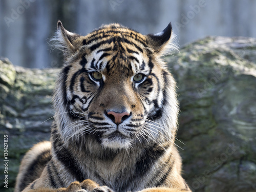 Portrait subadult female Sumatran tiger Panthera t. sumatrae