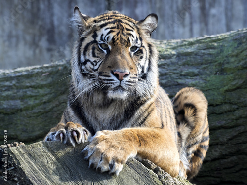 Fototapeta Naklejka Na Ścianę i Meble -  Portrait subadult female Sumatran tiger Panthera t. sumatrae