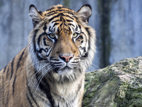 Fototapeta Naklejka Na Ścianę i Meble -  Portrait subadult female Sumatran tiger Panthera t. sumatrae