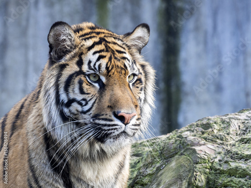 Fototapeta Naklejka Na Ścianę i Meble -  Portrait subadult female Sumatran tiger Panthera t. sumatrae