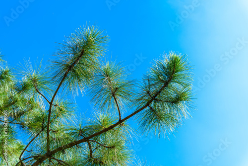 Pine branch against the blue sky.