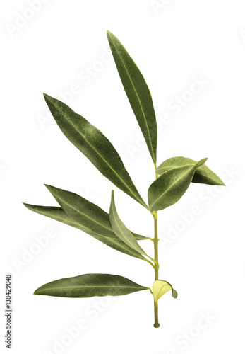 Photo of green olive branch, isolated on white © laplateresca