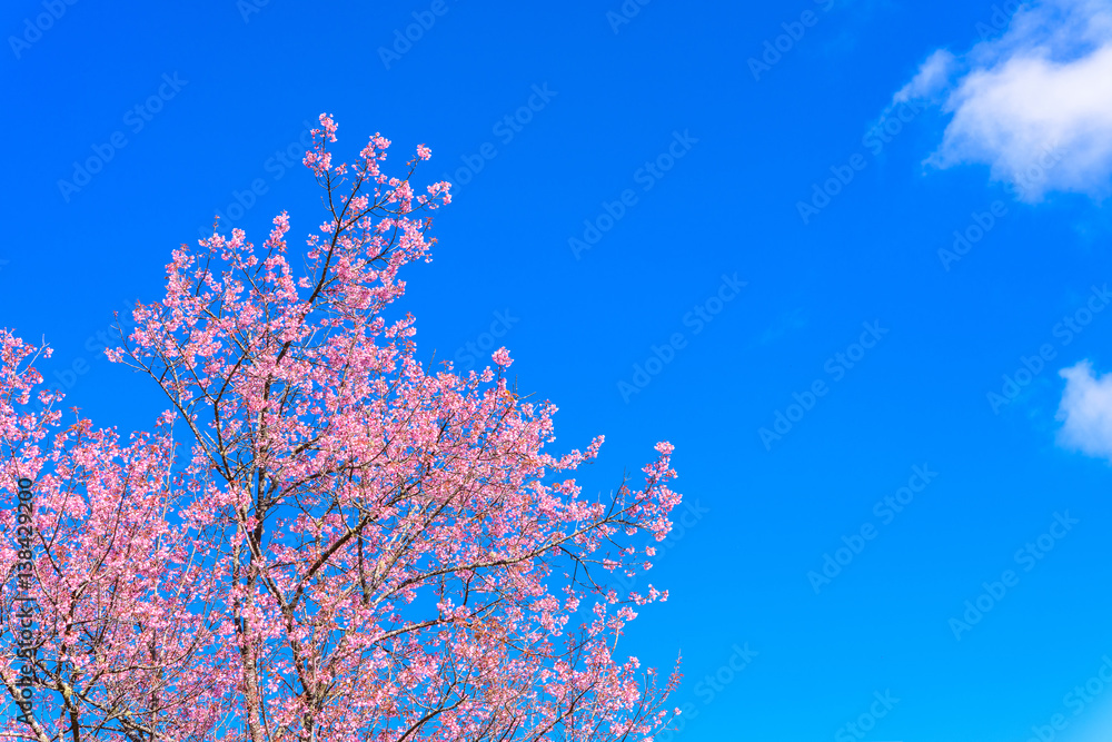 Spring Cherry blossoms, pink flowers with blue sky.