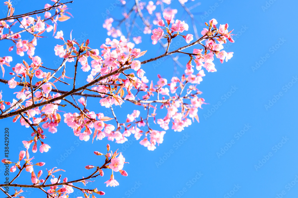 Spring Cherry blossoms, pink flowers with blue sky. Spring Cherry blossoms, pink flowers with blue sky.
