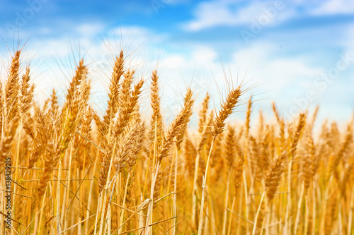 Golden wheat field in the blue sky