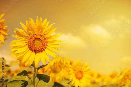 field of sunflowers with the sunlight adjust color to colorful with gold light