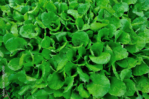 green choy sum in growth at garden photo