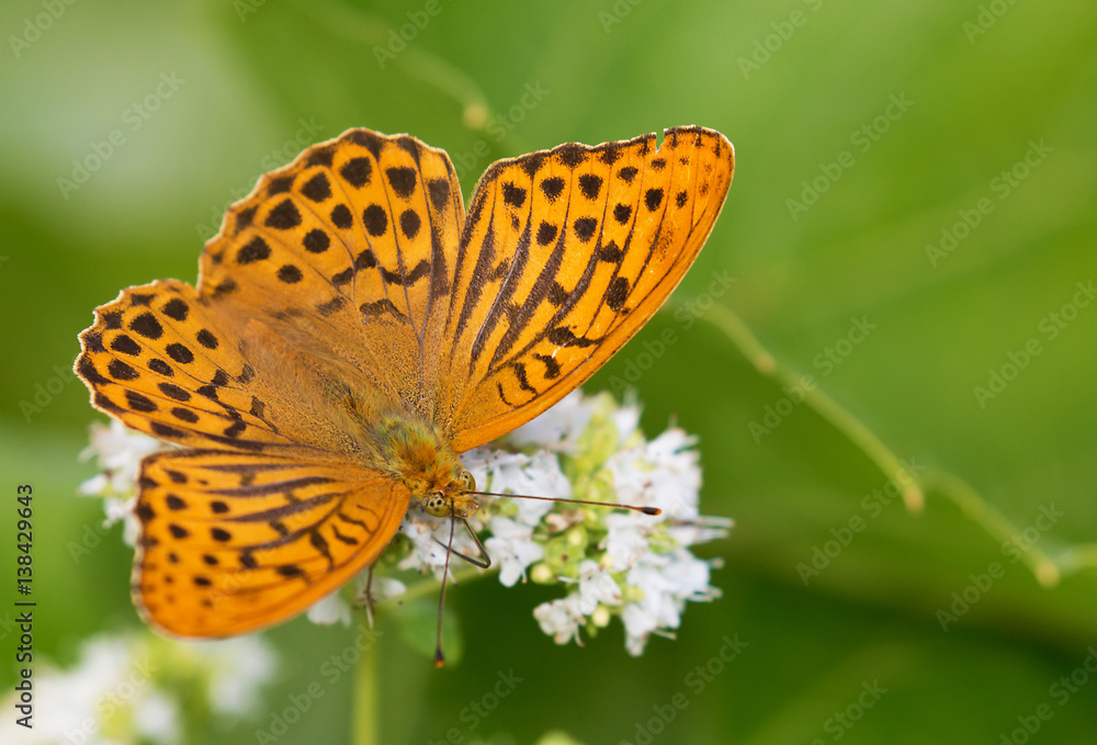 Silver-washed fritillary