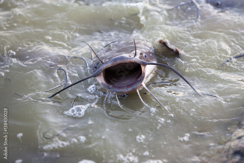 catfish with his mouth open, showing the lake