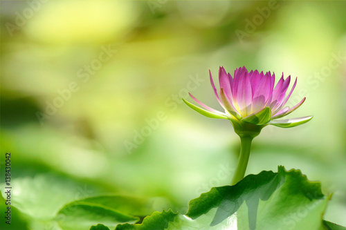 beautiful pink lotus flower in blooming at the morning