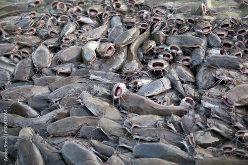 flock eating catfish in the lake